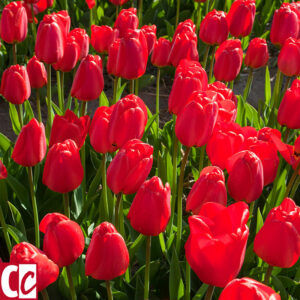 Red tulips