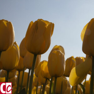 Yellow tulips