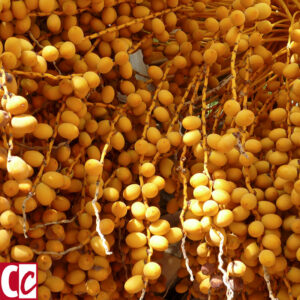 Yellow dates in a palm tree