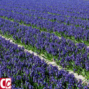 Blue Hyacinths