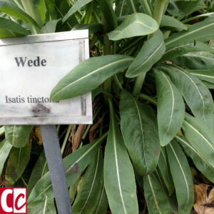 Woad, whole plant