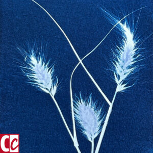 Cyanotype: Grass plumes