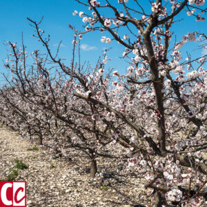 Apricot blossom